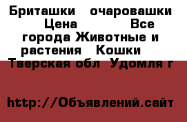 Бриташки - очаровашки.  › Цена ­ 3 000 - Все города Животные и растения » Кошки   . Тверская обл.,Удомля г.